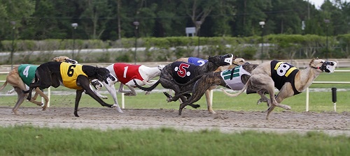 Dog Race Betting in Canada